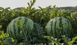 云南网红吃瓜,趣味横生引网友热议